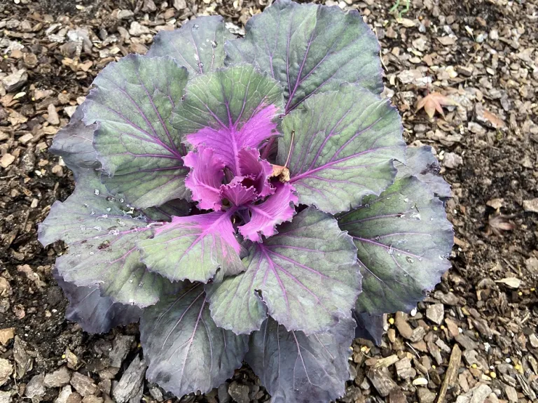 Brassica oleracea (Osaka Mix)(Ornamental Cabbage And Kale Group